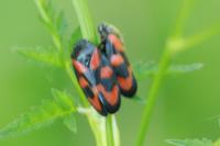 Cercopis vulnerata