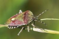 Dolycoris baccarum