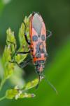Corizus hyoscyami
