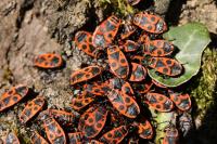 Pyrrhocoris apterus
