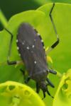 Dicranocephalus agilis