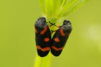Cercopis intermedia
