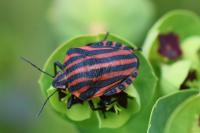 Graphosoma italicum