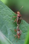 Rhopalus subrufus