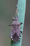 Ceraleptus gracilicornis