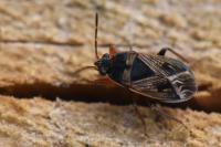 Trapezonotus dispar