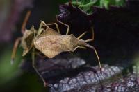 Syromastus rhombeus