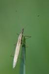 Berytinus hirticornis