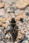 Xanthochilus quadratus