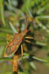 Gonocerus juniperi