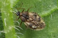 Dictyla humuli