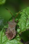 Coreus marginatus