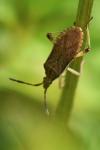 Ceraleptus lividus