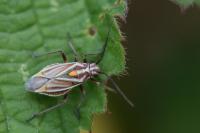 Horistus orientalis