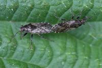Heterogaster urticae