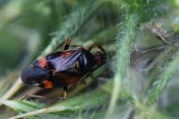 Deraeocoris ruber