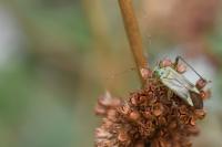 Adelphocoris quadripunctatus