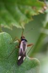Adelphocoris reichelii