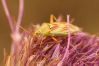 Calocoris roseomaculatus