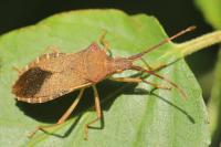 Gonocerus acuteangulatus