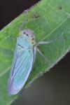 Cicadella viridis
