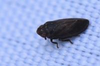 Tettigometra impressopunctata