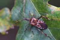 Leptoglossus occidentalis