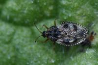 Dictyla humuli