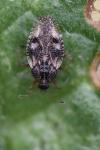 Dictyla humuli