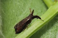 Asiraca clavicornis