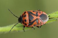 Eurydema ornata