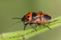 Eurydema ornata