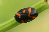 Cercopis intermedia