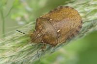 Eurygaster maura