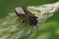 Peritrechus gracilicornis