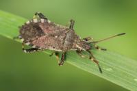 Ceraleptus gracilicornis