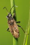 Peritrechus gracilicornis