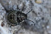 Rhaphigaster nebulosa