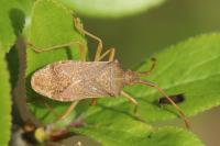 Gonocerus acuteangulatus