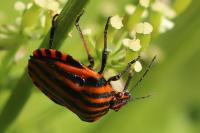 Graphosoma italicum
