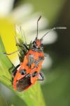Corizus hyoscyami