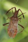 Coriomeris denticulatus
