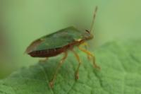 Palomena prasina