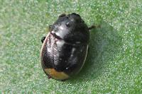Legnotus limbosus