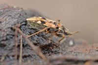 Beosus maritimus