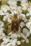 Stictopleurus abutilon