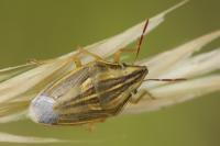 Aelia acuminata