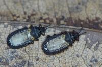 Aneurus laevis