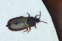 Aneurus laevis