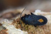Aphanus rolandri